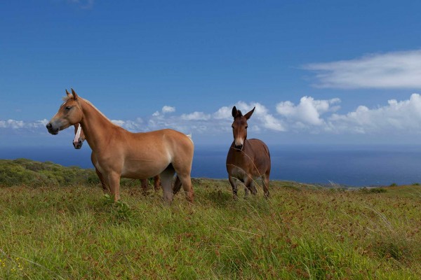 big-island-horses